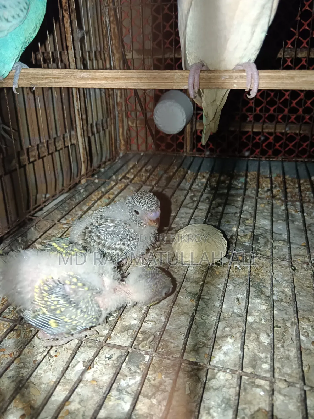 Budgerigar Bird