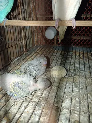 Budgerigar Bird