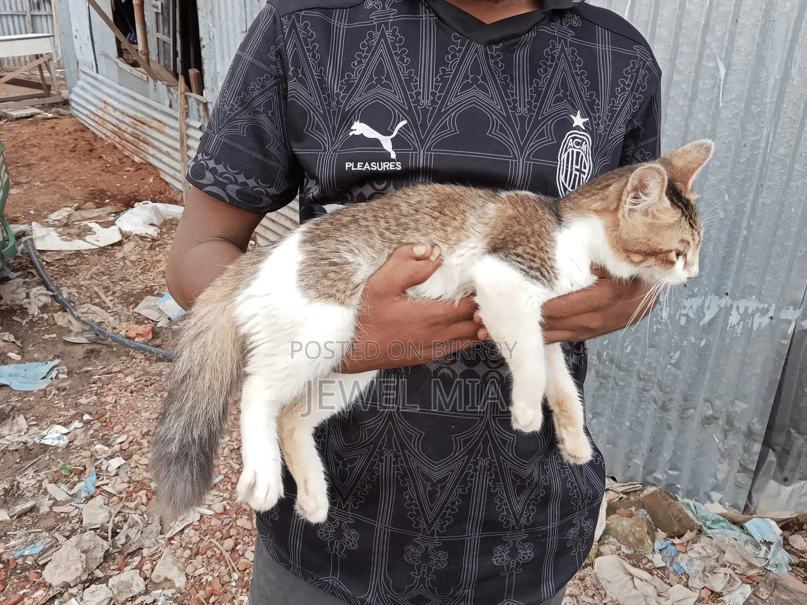 6-12 Months Male Mixed Breed Persian