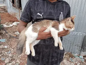 6-12 Months Male Mixed Breed Persian