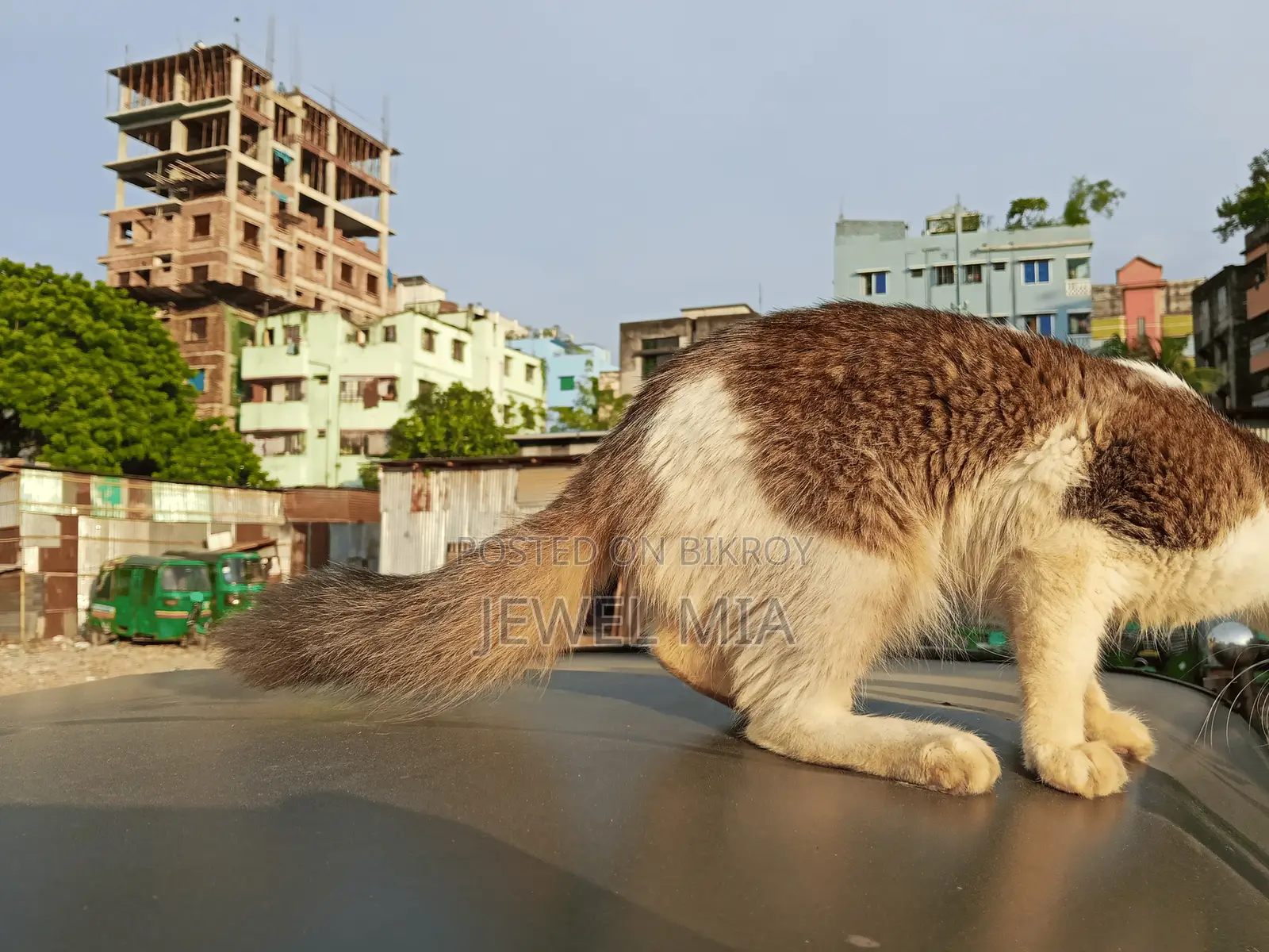 6-12 Months Male Mixed Breed Persian