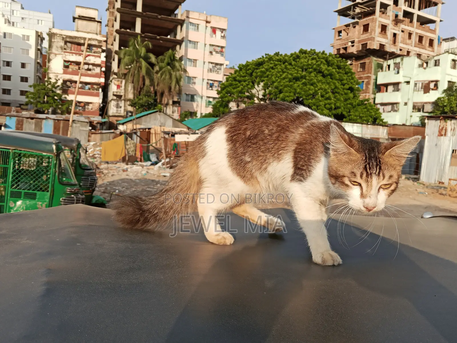 6-12 Months Male Mixed Breed Persian