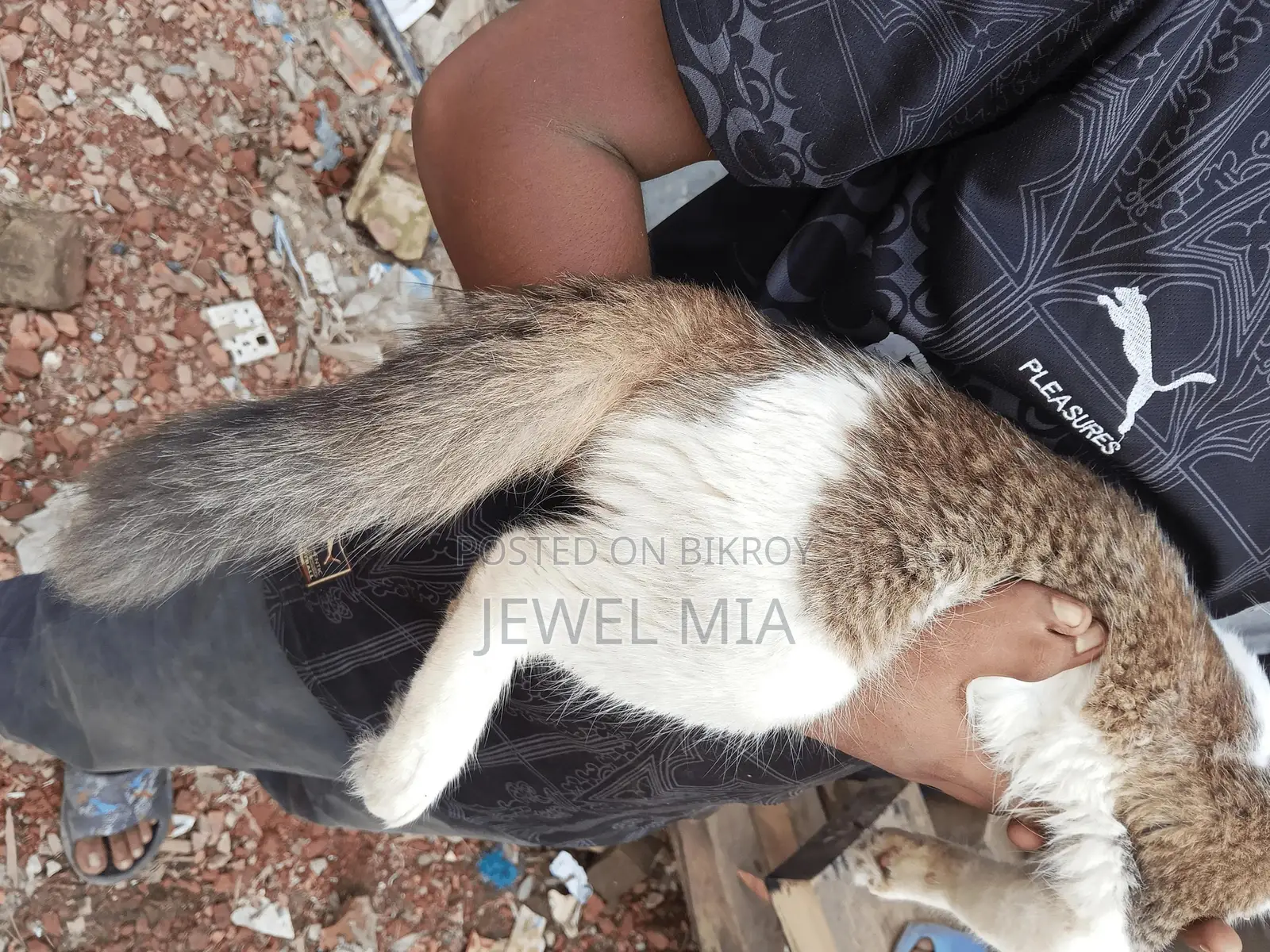 6-12 Months Male Mixed Breed Persian