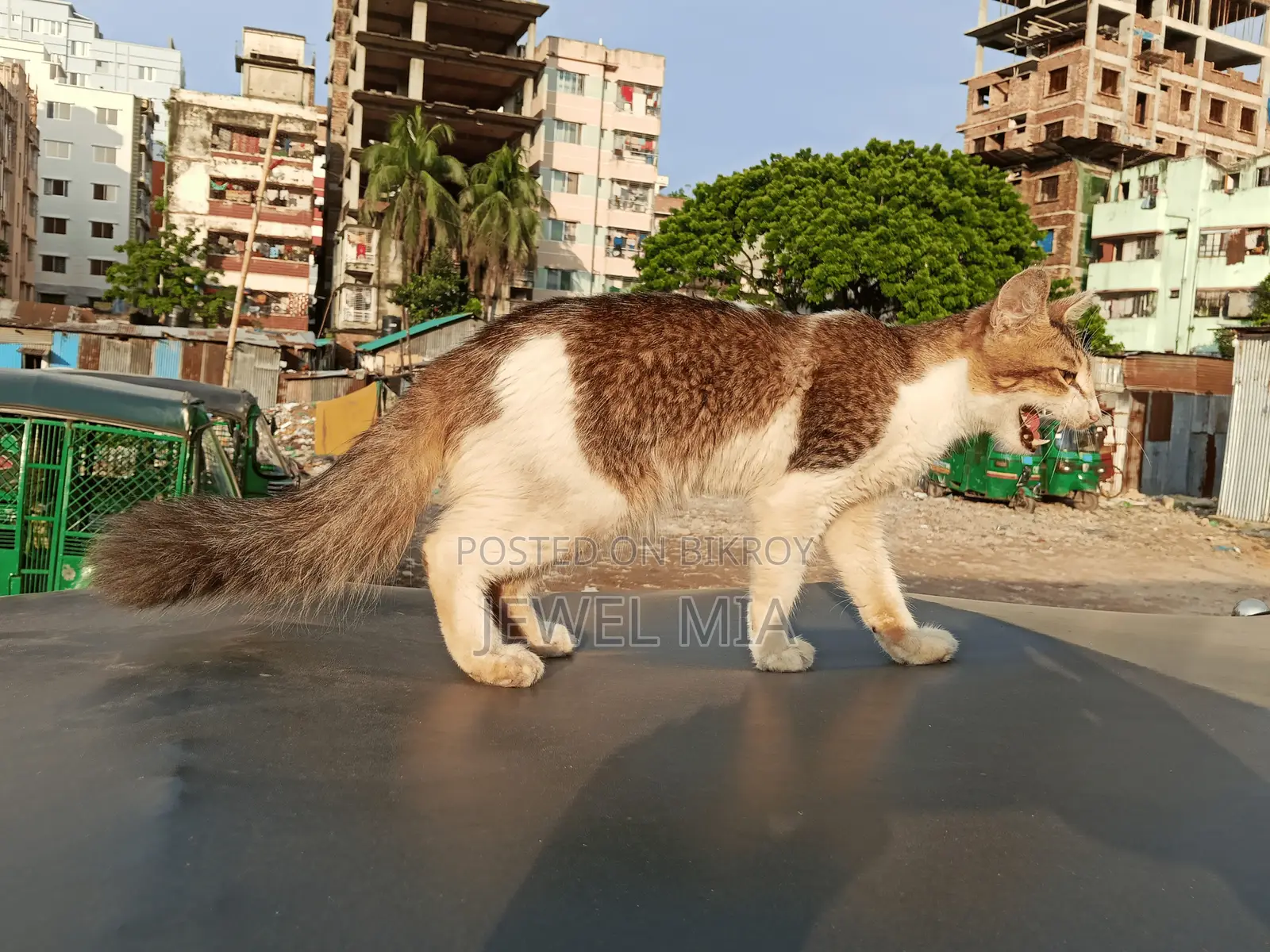 6-12 Months Male Mixed Breed Persian