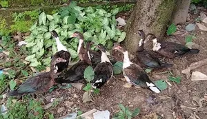 8 Female Muscovy Ducks