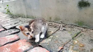 0-1 Month Male Purebred Bengal