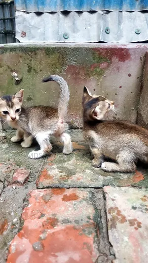 0-1 Month Male Purebred Bengal