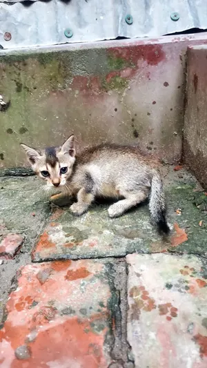 0-1 Month Male Purebred Bengal