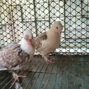 Shartin Pigeon