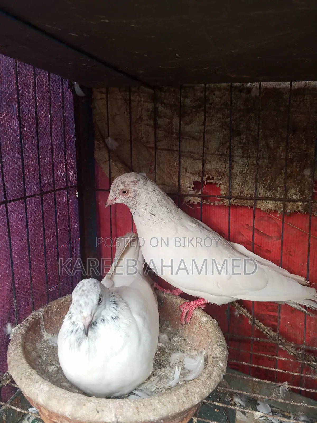 কবুতর বিক্রয়