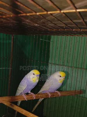 A pair of Rainbow Master Pair Budgie birds for sale.