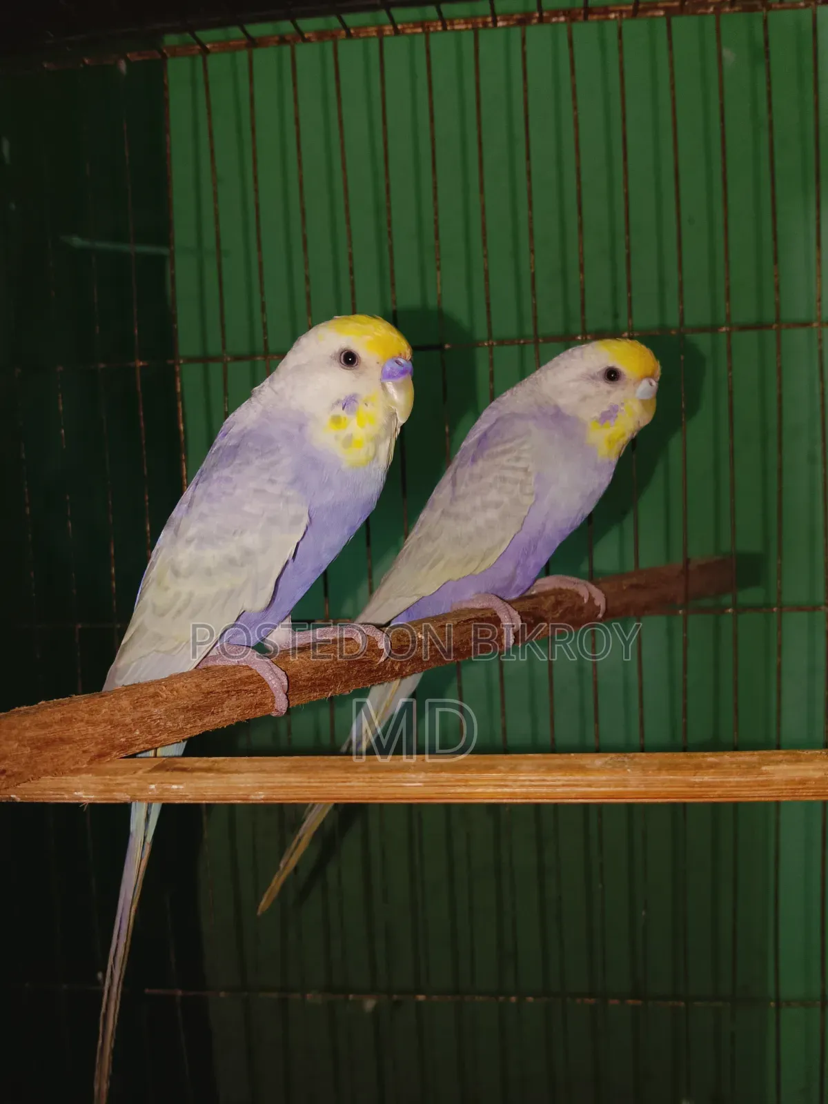 A pair of Rainbow Master Pair Budgie birds for sale.