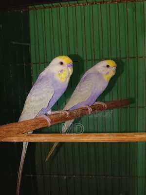 A pair of Rainbow Master Pair Budgie birds for sale.