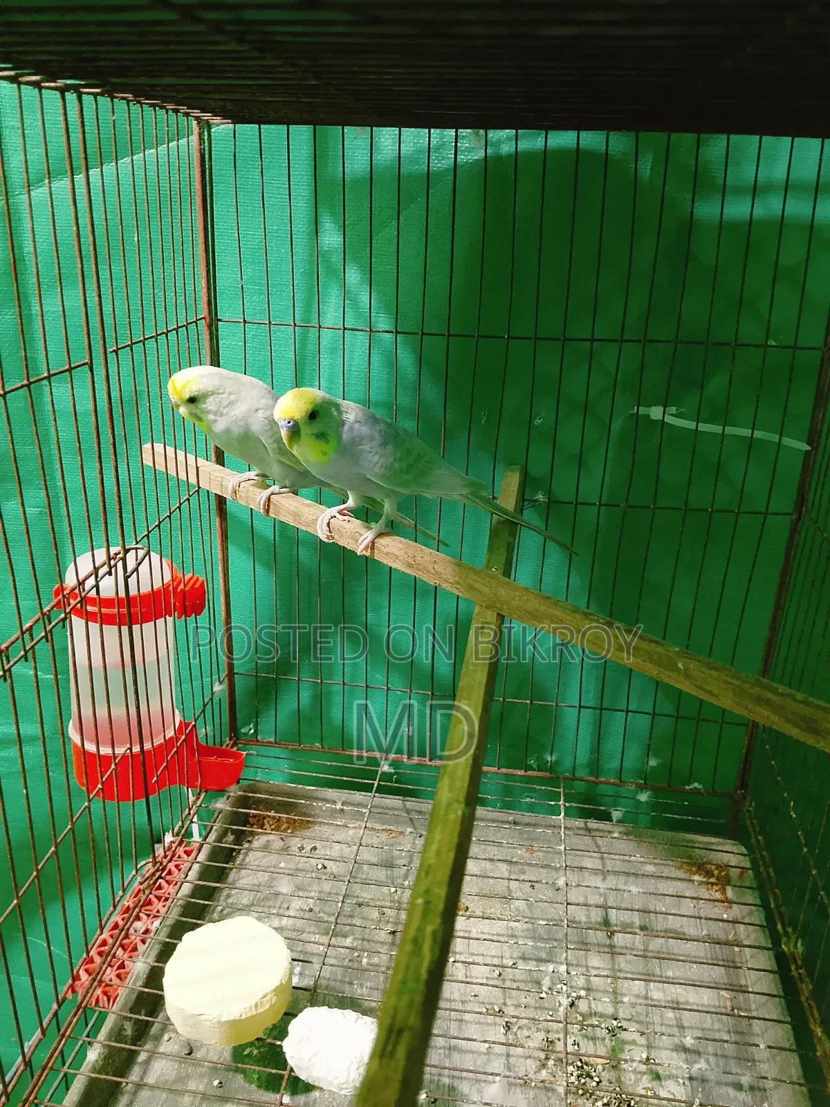 A pair of Rainbow Master Pair Budgie birds for sale.