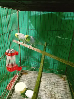 A pair of Rainbow Master Pair Budgie birds for sale.