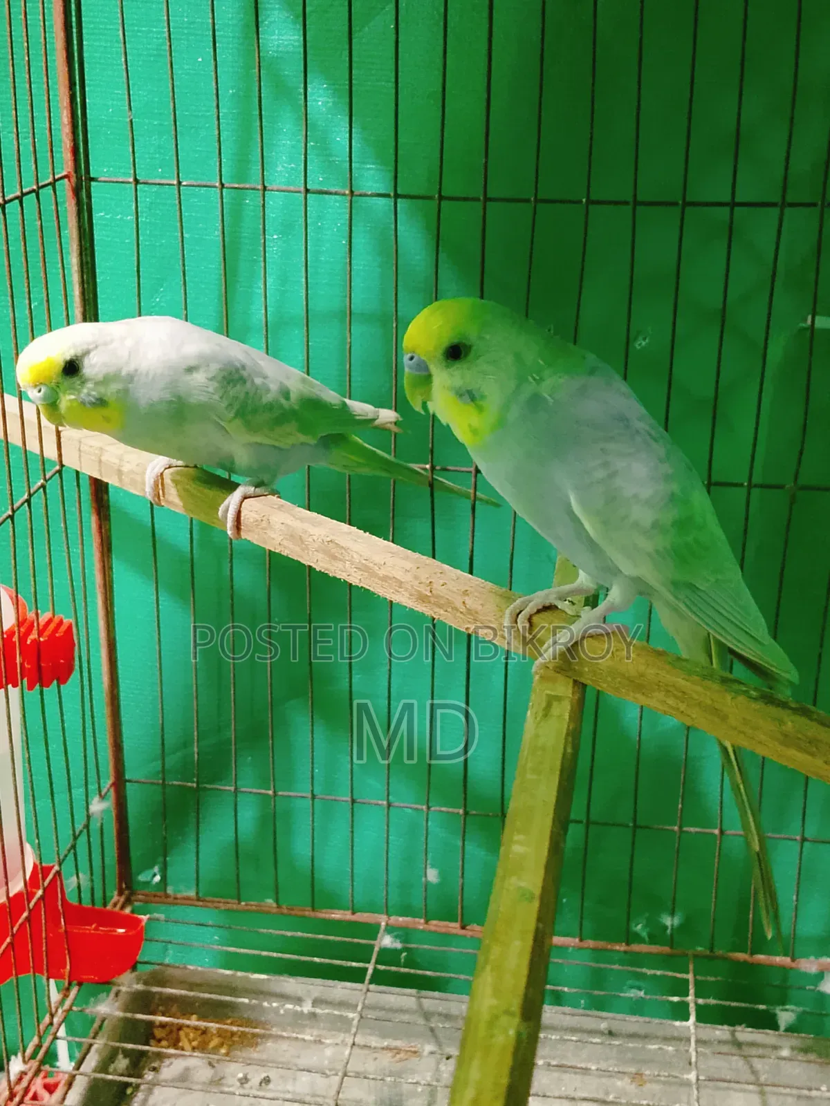 A pair of Rainbow Master Pair Budgie birds for sale.