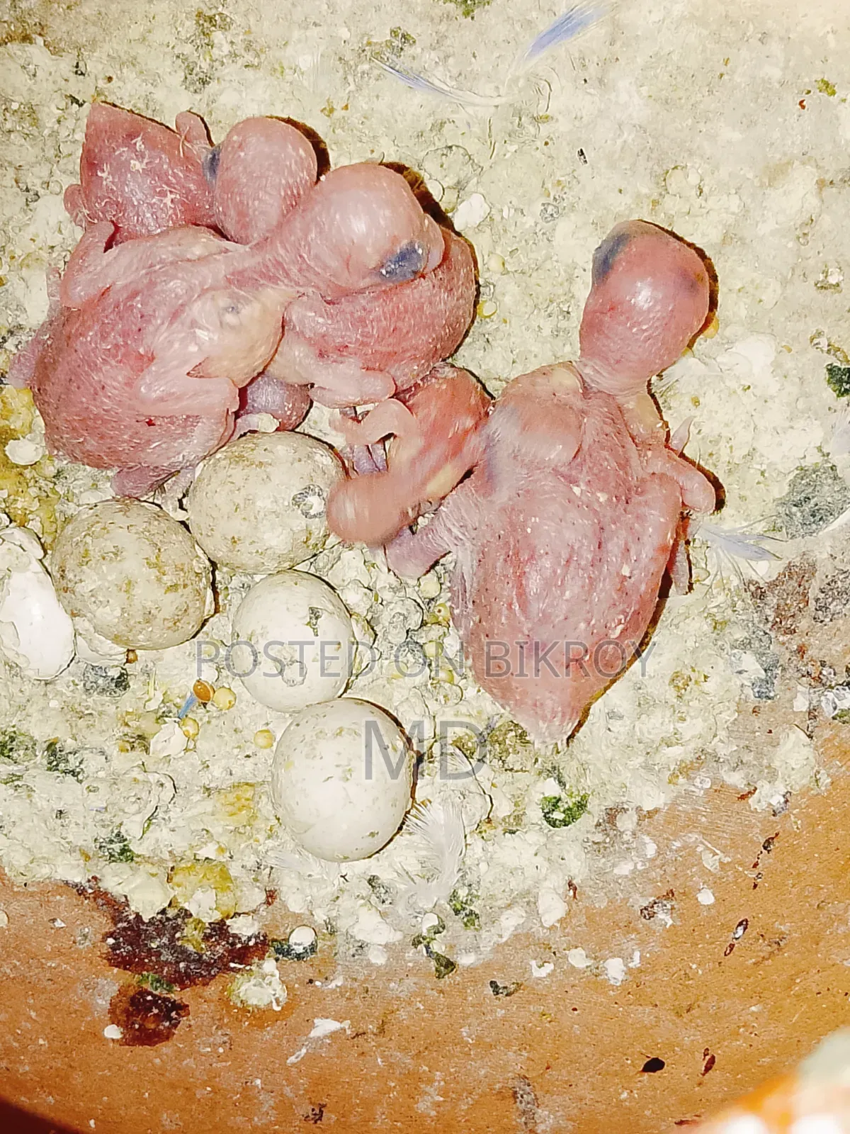 A pair of Rainbow Master Pair Budgie birds for sale.