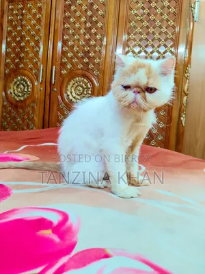 1+ year Female Purebred Exotic