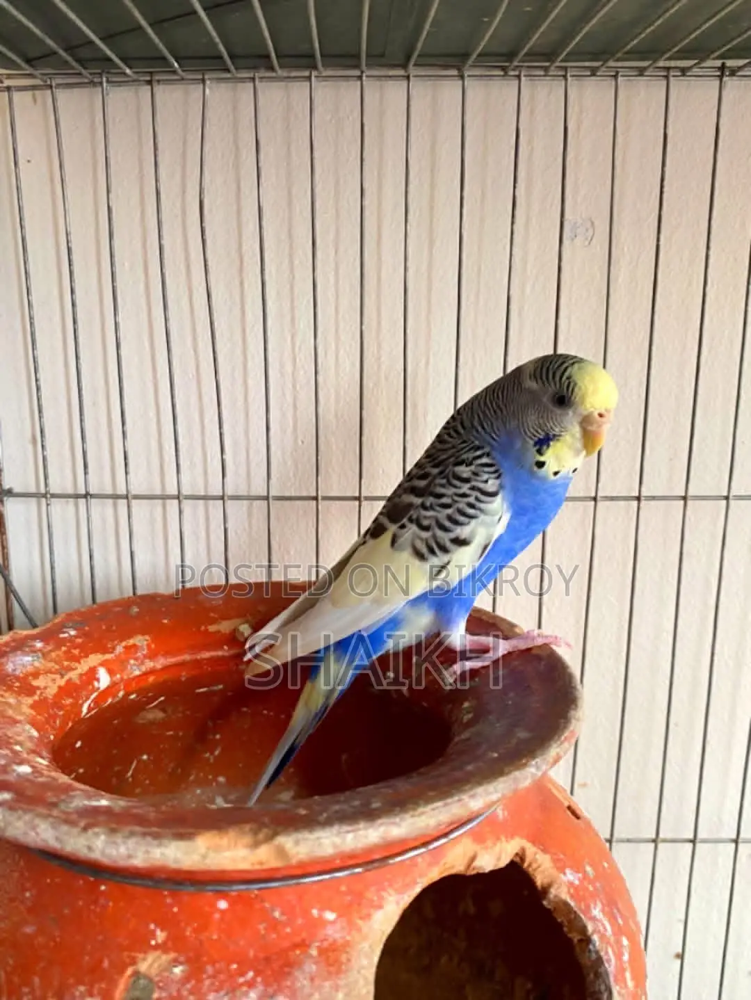 Breeding Pair for Sell