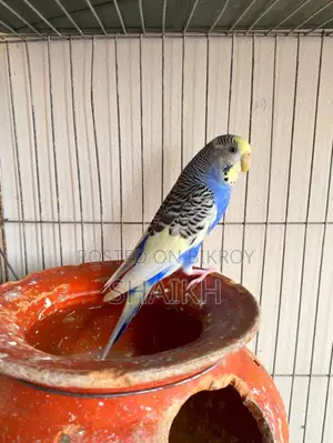 Breeding Pair for Sell