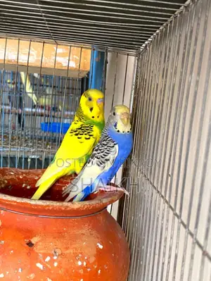 Breeding Pair for Sell