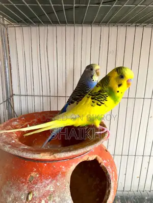 Breeding Pair for Sell