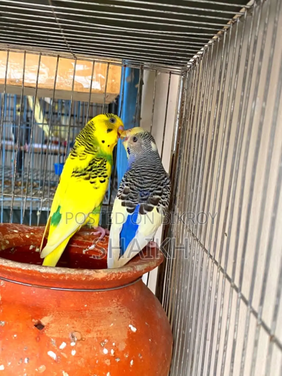 Breeding Pair for Sell