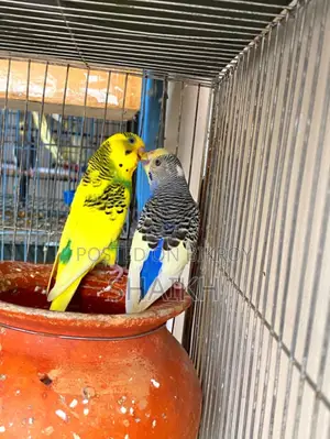 Breeding Pair for Sell