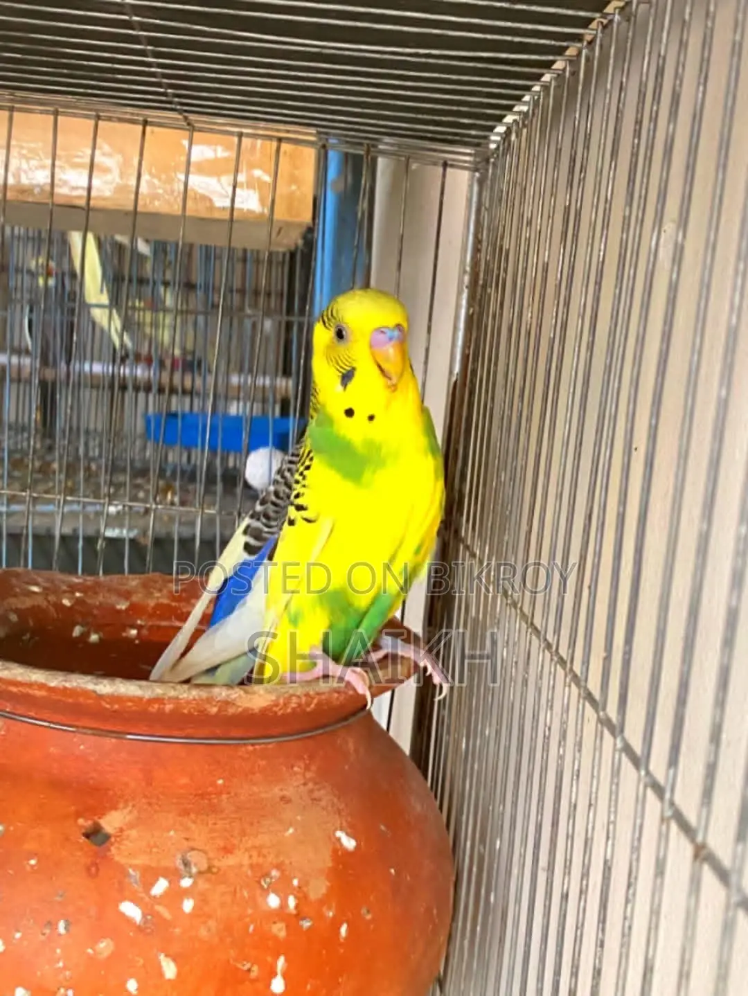 Breeding Pair for Sell