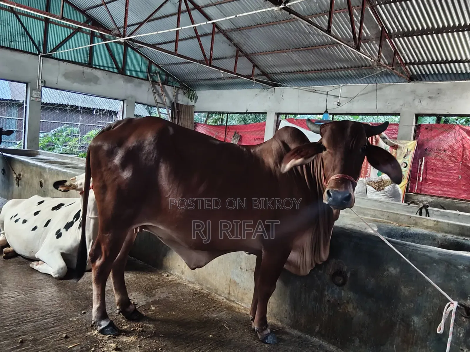 Indian Gujarati Gir