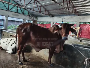 Indian Gujarati Gir