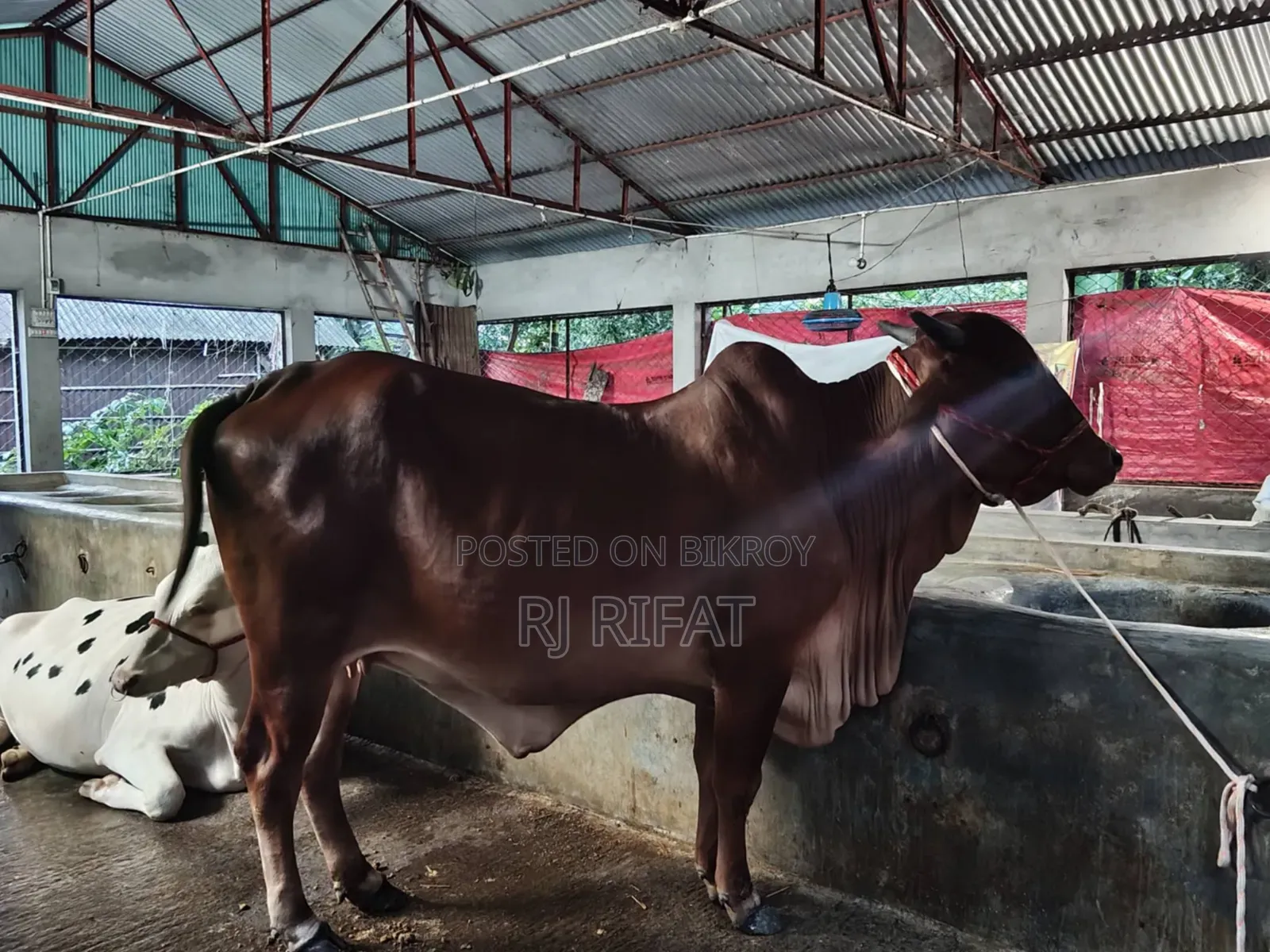 Indian Gujarati Gir