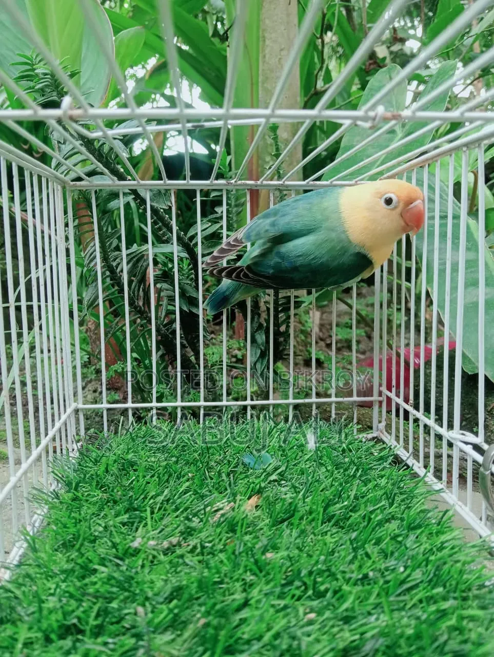 Lovebird Female
