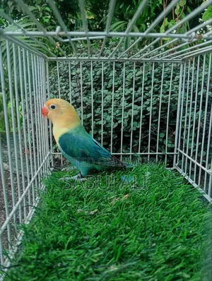 Lovebird Female