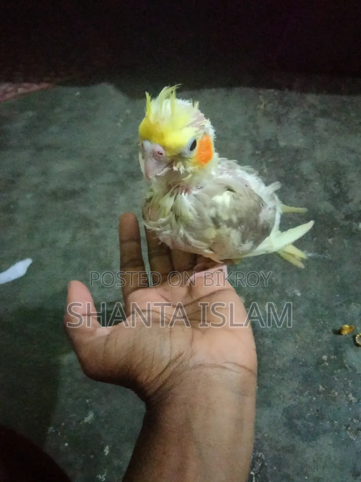 ককাটেল টেম সাইজ বেবি