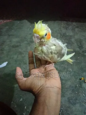 ককাটেল টেম সাইজ বেবি