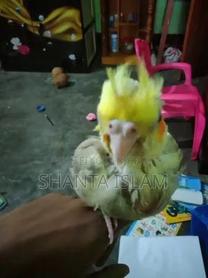 ককাটেল টেম সাইজ বেবি