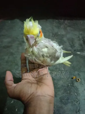 ককাটেল টেম সাইজ বেবি