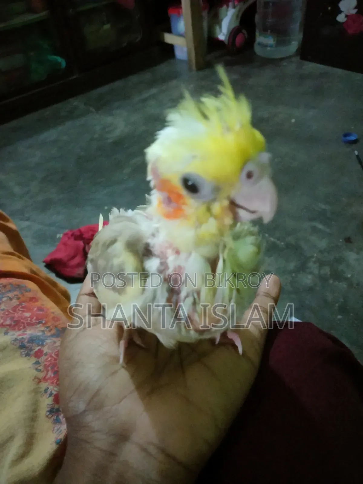 ককাটেল টেম সাইজ বেবি