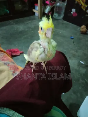 ককাটেল টেম সাইজ বেবি
