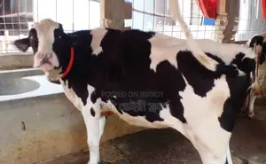 Improved breed heifer number 1448 will be sold.