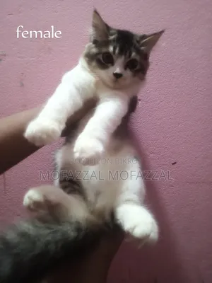 1-3 Months Female Mixed Breed Persian