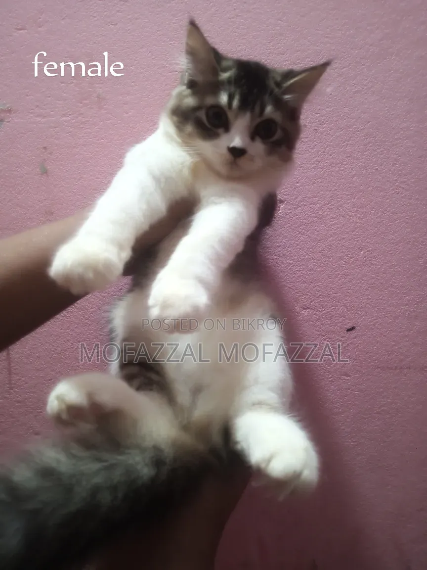 1-3 Months Female Mixed Breed Persian