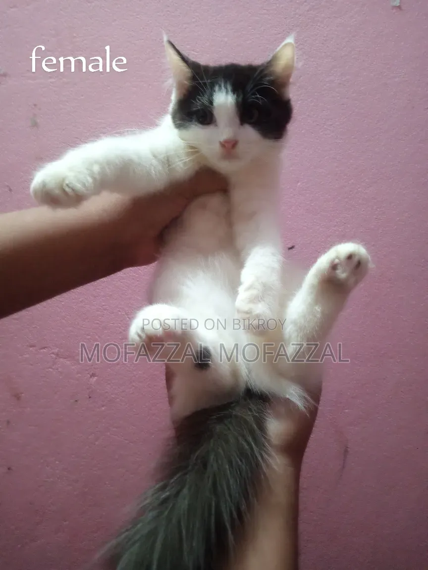 1-3 Months Female Mixed Breed Persian