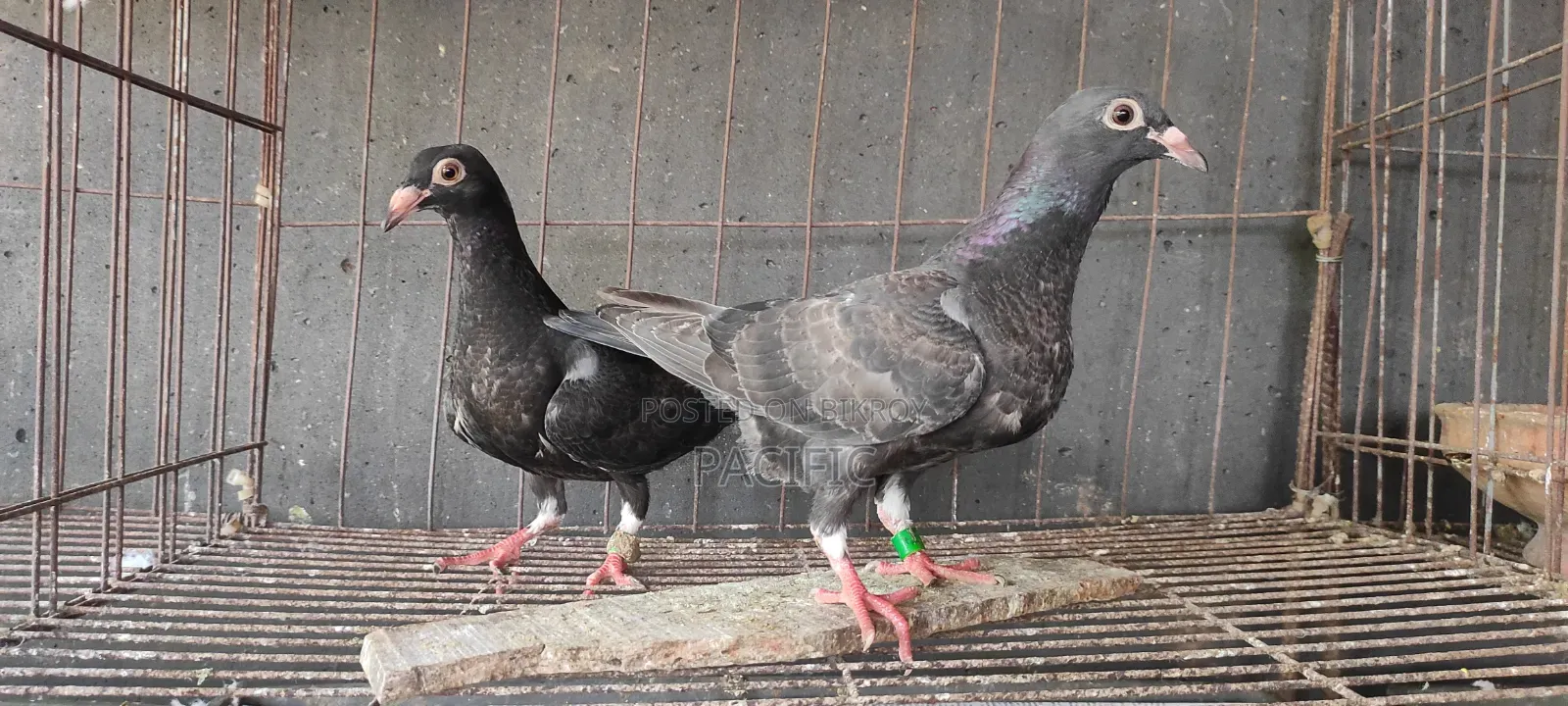 Vegetable, Maxi, and Black Racer Babies