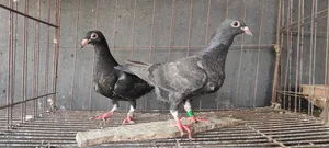 Vegetable, Maxi, and Black Racer Babies