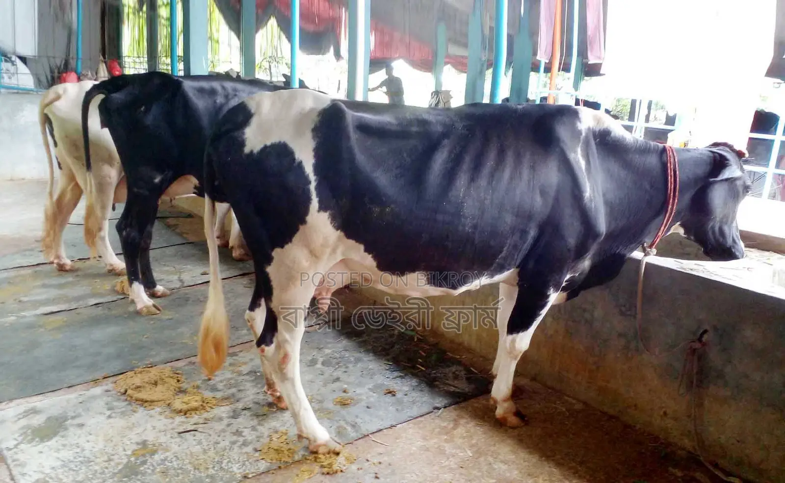 1460 No. 3 improved breed cows will be sold.