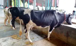 1460 No. 3 improved breed cows will be sold.
