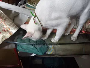Computer Table