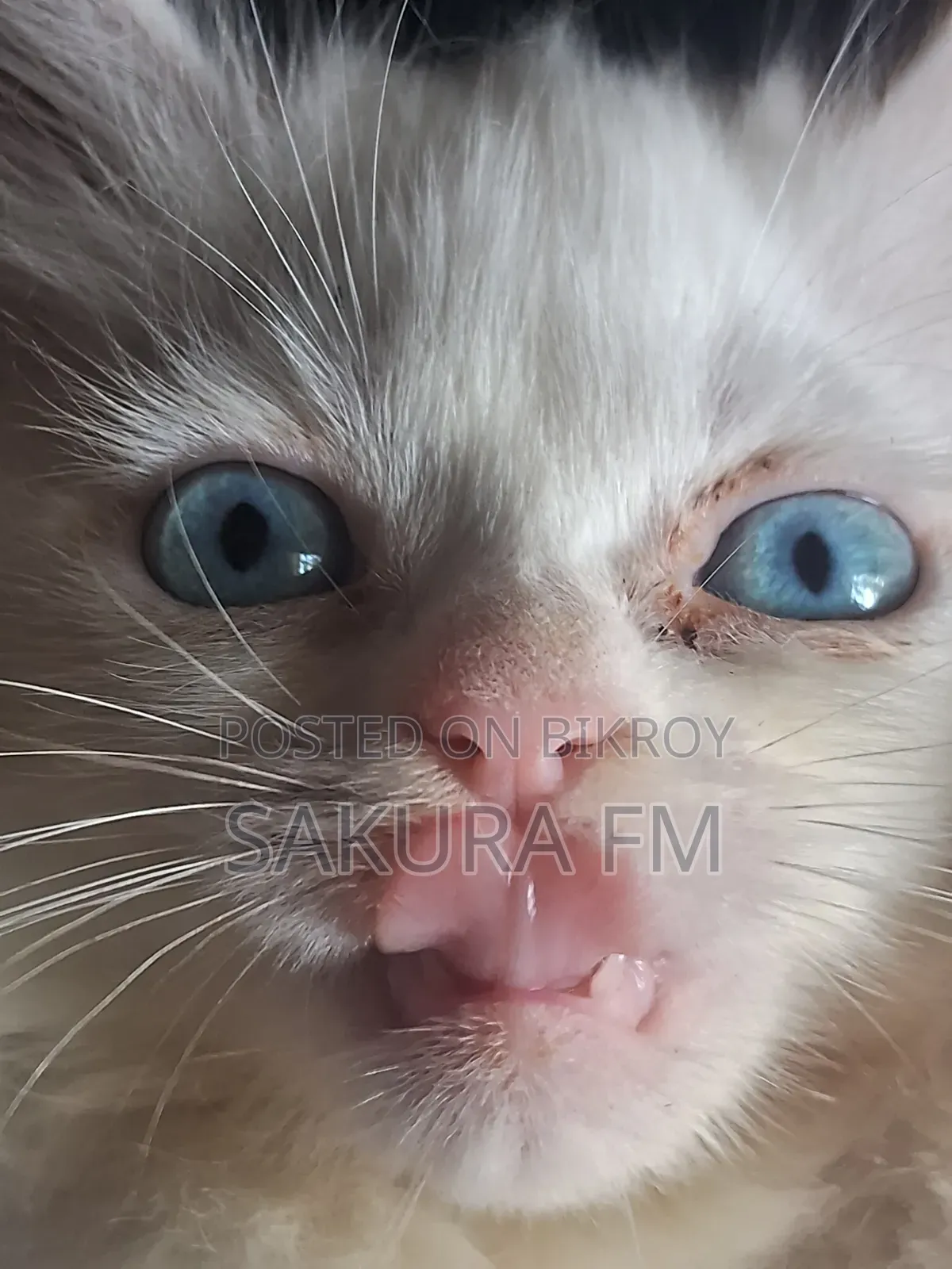 0-1 Month Female Purebred Persian Cat